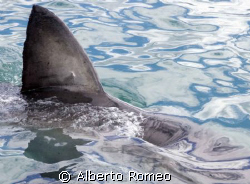 THE SYMBOL OF SHARKS: THE TRIANGULAR TOP FIN.
 South Afr... by Alberto Romeo 